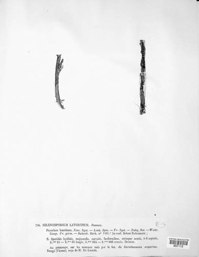Fusarium lateritium image